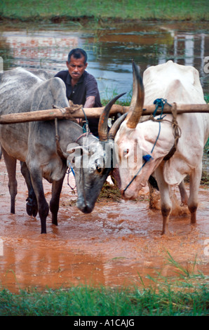 Indischen Bauern verwendet Bullock gezogenen Pflug. Stockfoto