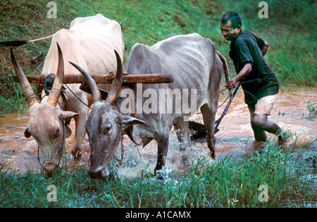 Ein Paddyfield Pflügen mit einem Bullock gezogenen Pflug. Benaulim, Salcete, Goa, Indien Stockfoto