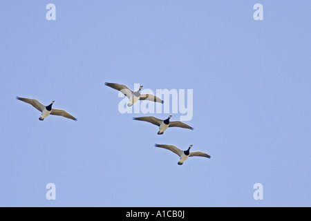 Weißwangengans (Branta Leucopsis), vier Personen fliegen Stockfoto