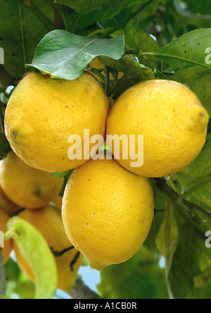 Zitrone (Citrus Limon), Reife Früchte am Baum Stockfoto