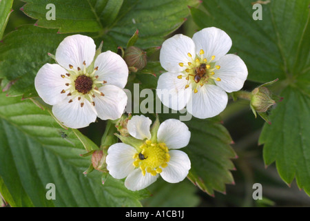 Hybrid-Erdbeere, Erdbeere (Fragaria X ananassa (Fragaria Ananassa)), Gartenblumen Stockfoto