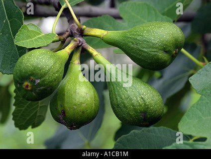 essbare Feigen, gemeinsame Feigen (Ficus Carica), Früchte Stockfoto