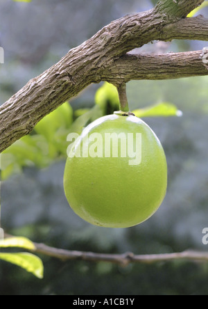 Grapefruit (Citrus Paradisi), unreifes Obst Stockfoto