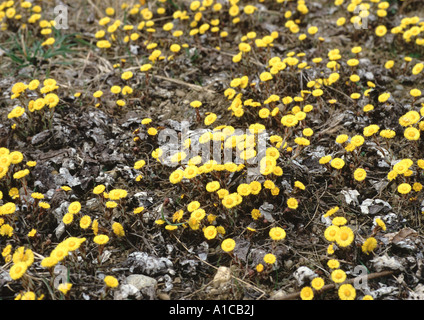 Colt-Fuß, Huflattich (Tussilago Farfara), Blüte Stockfoto