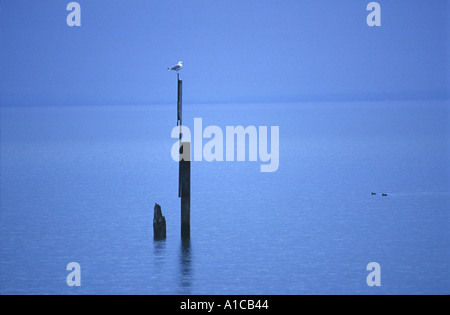 Vogel sitzt auf der Pole im Bodensee (Bodensee) Wasserburg Bayern Deutschland Stockfoto