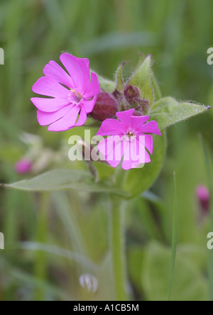 rote Campion (Silene Dioica), Blüte Stockfoto