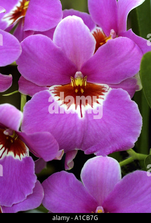 Stiefmütterchen-Orchidee (Miltonia-Hybride), Blume Stockfoto