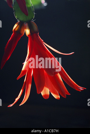 Thanksgiving-Kaktus, Ostern Kaktus (Rhipsalidopsis Gaertneri, Hatiora Gaertneri), Blume Stockfoto