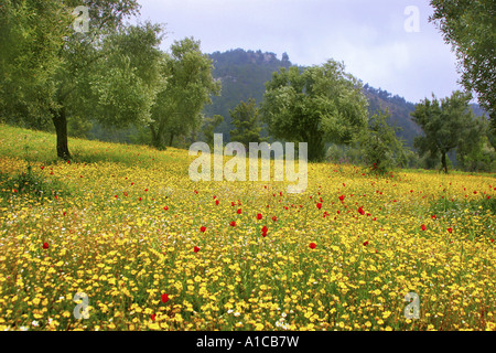 Blühende Wiesen im Frühjahr, Griechenland, Rhodos Stockfoto