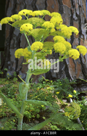 Afrikanische Ammoniacum (Ferula Communis), Blüte, in der griechischen Mythologie Prometheus hat das Feuer vom Olymp mit der Holl gestohlen. Stockfoto