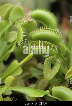 Venusfliegenfalle (Dionaea Muscipula), eröffnete fallen bereit zu fangen Stockfoto