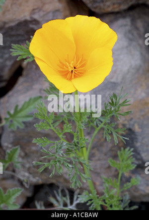 Kalifornischer Mohn, kalifornische Mohn, Gold Mohn (Eschscholzia Californica), einzelne Blume Stockfoto