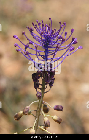 Feder-Hyazinthe (Muscari Comosum), Blütenstand, die blauen Blüten sind steril und dienen lediglich zur Attraktion, Spanien, Kanarische Stockfoto