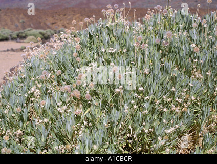 Strauchige Witwenblume (Pterocephalus Lasiospermus), einzelne Strauch, Spanien, Kanarische Inseln, Teneriffa Stockfoto