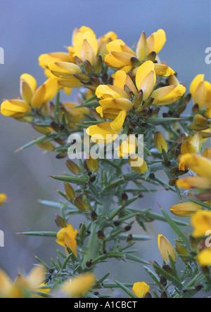 Stechginster, Ginster, goldene Stechginster (Ulex Europaeus), Detail von den Blüten, Spanien, Kanarische Inseln, Teneriffa Stockfoto