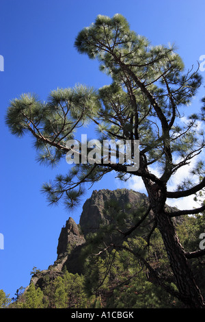 Kanarische Kiefer (Pinus Canariensis), einziger Baum in der Caldera de Taburiente, Spanien, Kanarische Inseln, La Palma Stockfoto