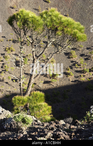 Kanarische Kiefer (Pinus Canariensis), einziger Baum am Krater des Vulkan San Antonio, Spanien, Kanarische Inseln, La Palma, Fuencali Stockfoto