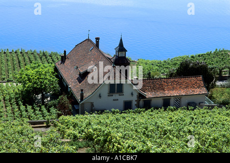 Der Schweiz Luftaufnahme der Weinberge in der Nähe von Montreux am Genfer See Schweiz Stockfoto