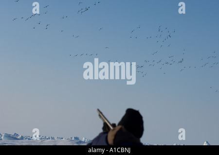 Ente Jäger mit dem Ziel König Eider Somateria Spectabilis fliegen entlang der arktischen Küste von Point Barrow, Alaska Stockfoto