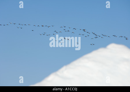 König Eider Somateria Spectabilis und gemeinsame Eiderente Somateria Mollissima fliegen entlang der arktischen Küste von Point Barrow, Alaska Stockfoto