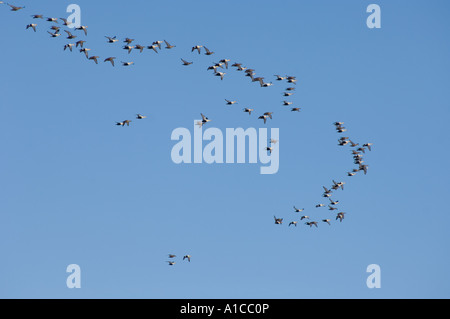 König Eider Somateria Spectabilis und gemeinsame Eiderente Somateria Mollissima fliegen entlang der arktischen Küste von Point Barrow, Alaska Stockfoto