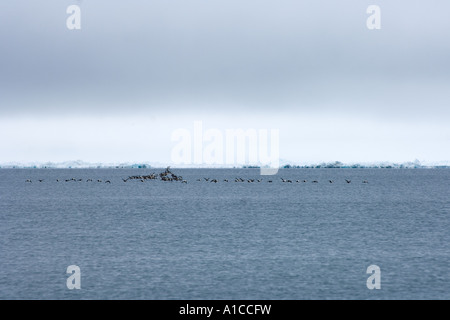 König Eider Somateria Spectabilis und gemeinsame Eiderenten Somateria Mollissima fliegen entlang der arktischen Küste von Point Barrow, Alaska Stockfoto