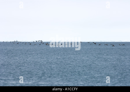 König Eider Somateria Spectabilis und gemeinsame Eiderenten Somateria Mollissima fliegen entlang der arktischen Küste von Point Barrow, Alaska Stockfoto