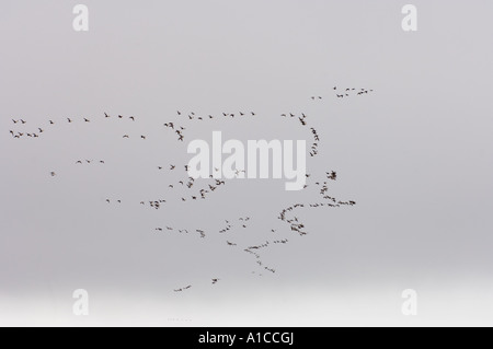 König Eider Somateria Spectabilis und gemeinsame Eiderenten Somateria Mollissima fliegen entlang der arktischen Küste von Point Barrow, Alaska Stockfoto