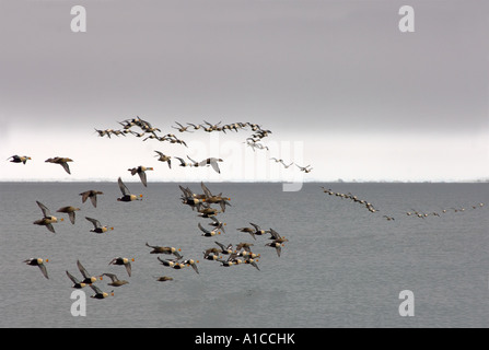 König Eider Somateria Spectabilis im Flug entlang der arktischen Küste während der Sommer-Migration von Point Barrow, Alaska Stockfoto