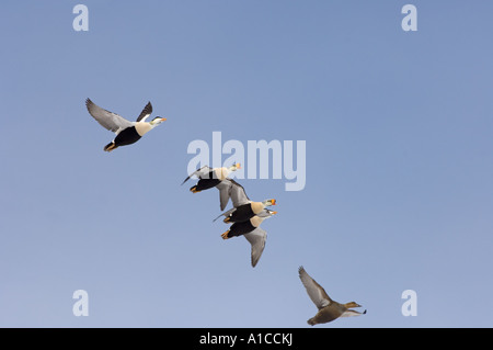 King Eider Somateria Spectabilis mit einer gemeinsamen Eider Somateria Mollissima fliegen entlang der arktischen Küste Point Barrow, Alaska Stockfoto