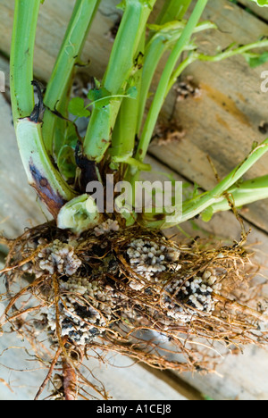 Stickstoff-Knötchen auf die Wurzel einer Pflanze Saubohne Stockfoto