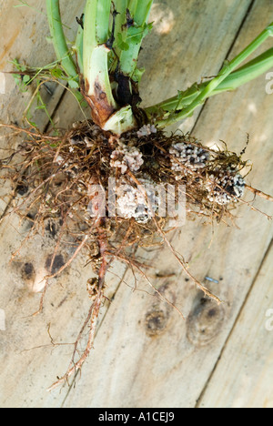 Stickstoff-Knötchen auf die Wurzel einer Pflanze Saubohne Stockfoto