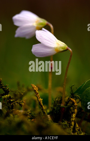 Seite erschossen Porträt von Sauerklee Blumen Loch Alvie Hochland Schottland hautnah Stockfoto