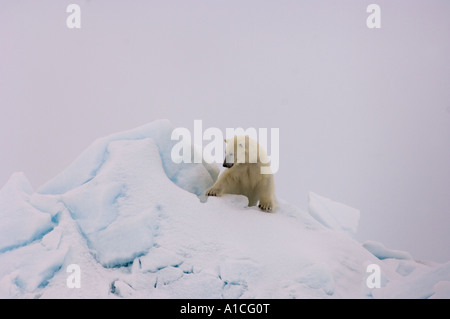 Eisbär Ursus maritimus in Roheis auf dem gefrorenen östlichen Chukchi-Meer in der Arktis Alaska Stockfoto