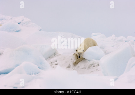 Eisbär Ursus maritimus in Roheis auf dem gefrorenen östlichen Chukchi-Meer in der Arktis Alaska Stockfoto
