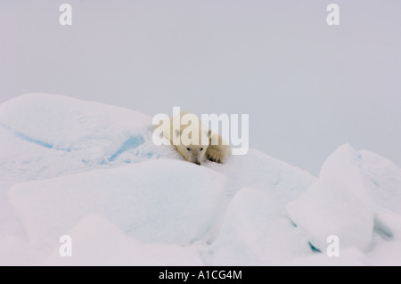 Eisbär Ursus maritimus in Roheis auf dem gefrorenen östlichen Chukchi-Meer in der Arktis Alaska Stockfoto