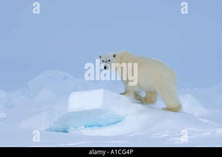 Eisbär Ursus maritimus in Roheis auf dem gefrorenen östlichen Chukchi-Meer in der Arktis Alaska Stockfoto