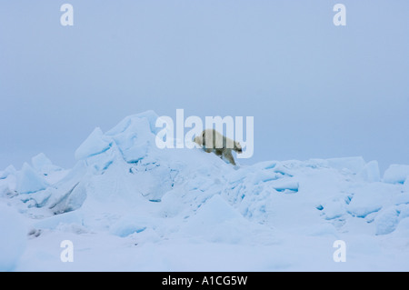 Eisbär Ursus maritimus in Roheis auf dem gefrorenen östlichen Chukchi-Meer in der Arktis Alaska Stockfoto