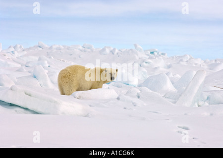Eisbär Ursus maritimus in Roheis auf dem gefrorenen östlichen Chukchi-Meer in der Arktis Alaska Stockfoto