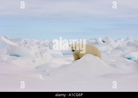 Eisbär Ursus maritimus in Roheis auf dem gefrorenen östlichen Chukchi-Meer in der Arktis Alaska Stockfoto