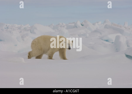 Eisbär Ursus maritimus in Roheis auf dem gefrorenen östlichen Chukchi-Meer in der Arktis Alaska Stockfoto