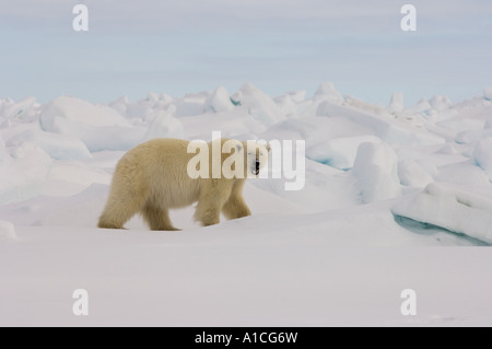 Eisbär Ursus maritimus in Roheis auf dem gefrorenen östlichen Chukchi-Meer in der Arktis Alaska Stockfoto