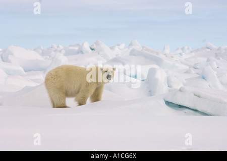 Eisbär Ursus maritimus in Roheis auf dem gefrorenen östlichen Chukchi-Meer in der Arktis Alaska Stockfoto