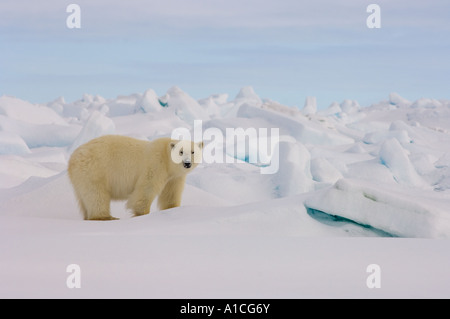 Eisbär Ursus maritimus in Roheis auf dem gefrorenen östlichen Chukchi-Meer in der Arktis Alaska Stockfoto