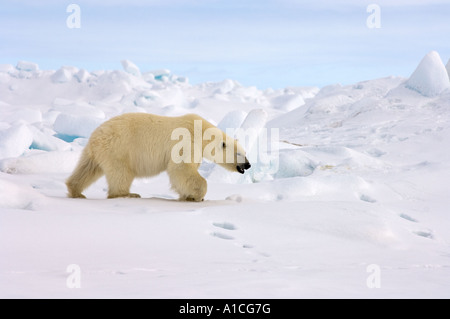 Eisbär Ursus maritimus in Roheis auf dem gefrorenen östlichen Chukchi-Meer in der Arktis Alaska Stockfoto