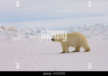 Eisbär Ursus maritimus in Roheis auf dem gefrorenen östlichen Chukchi-Meer in der Arktis Alaska Stockfoto