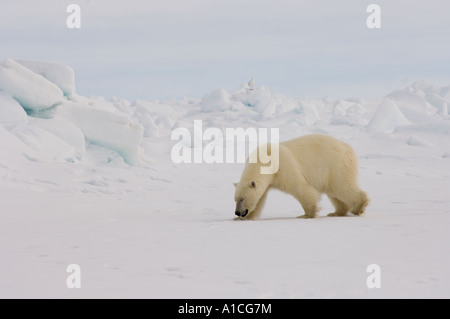 Eisbär Ursus maritimus in Roheis auf dem gefrorenen östlichen Chukchi-Meer in der Arktis Alaska Stockfoto