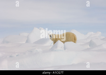 Eisbär Ursus maritimus in Roheis auf dem gefrorenen östlichen Chukchi-Meer in der Arktis Alaska Stockfoto