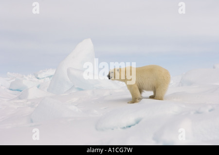 Eisbär Ursus maritimus in Roheis auf dem gefrorenen östlichen Chukchi-Meer in der Arktis Alaska Stockfoto
