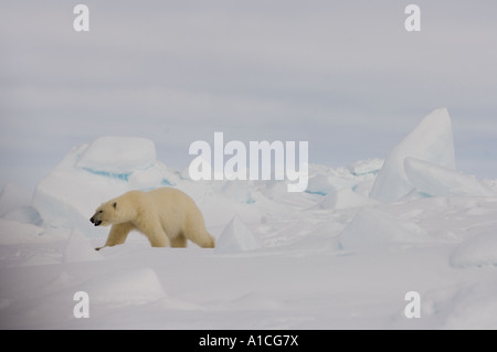 Eisbär Ursus maritimus in Roheis auf dem gefrorenen östlichen Chukchi-Meer in der Arktis Alaska Stockfoto